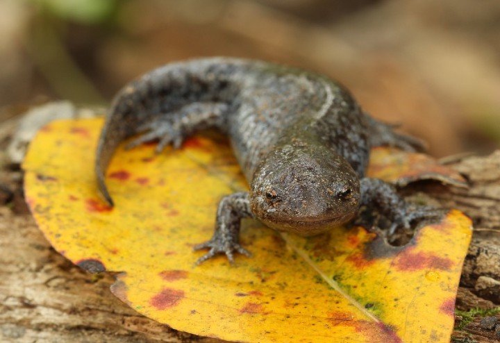 Mole Salamander